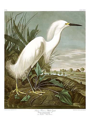 Snowy Egret